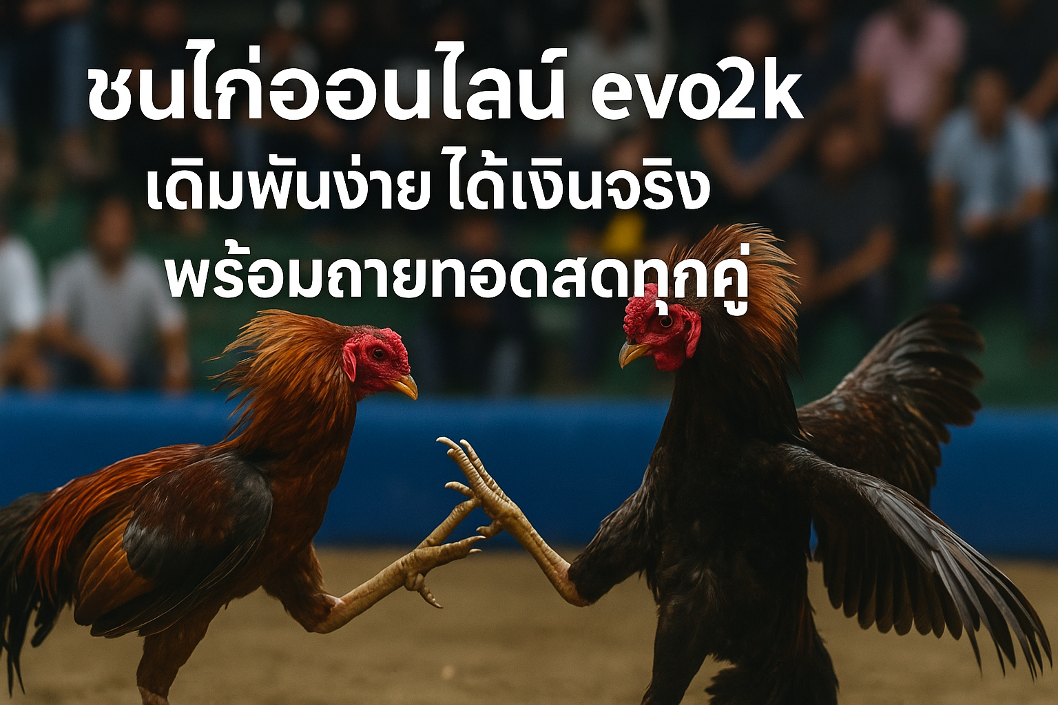 ชนไก่ evo2k
